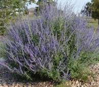 Click to download russian sage information